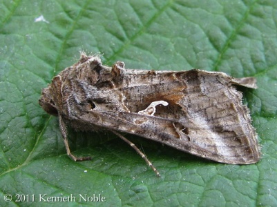 silver Y (Autographa gamma) Kenneth Noble